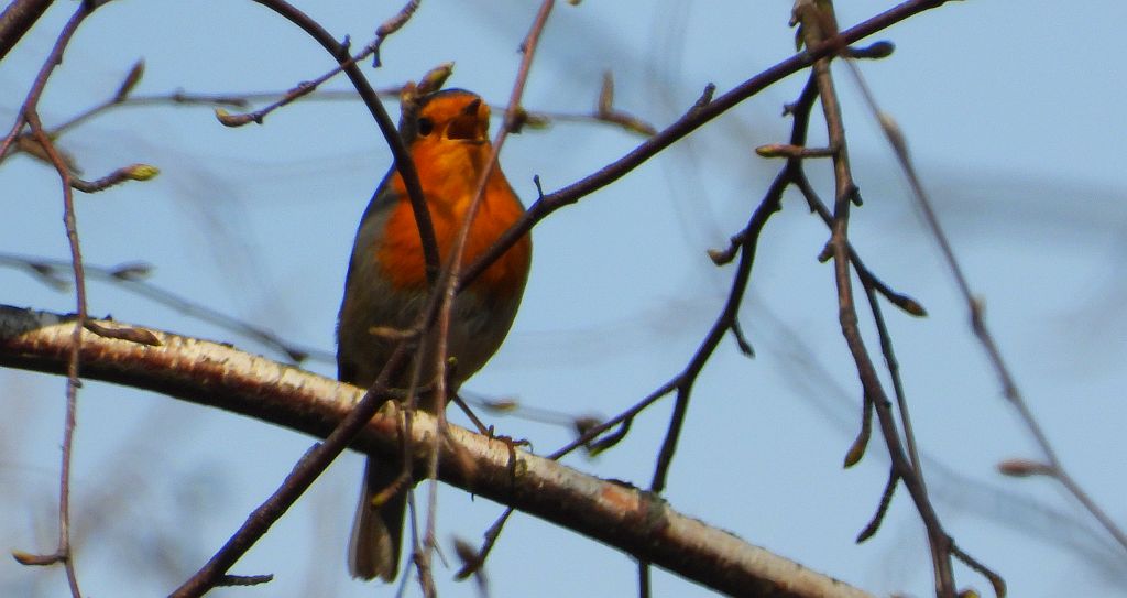 Rudzik, rudzik zwyczajny, raszka (Erithacus rubecula)