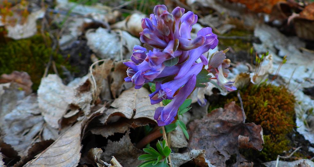 Kokorycz pełna (Corydalis solida)