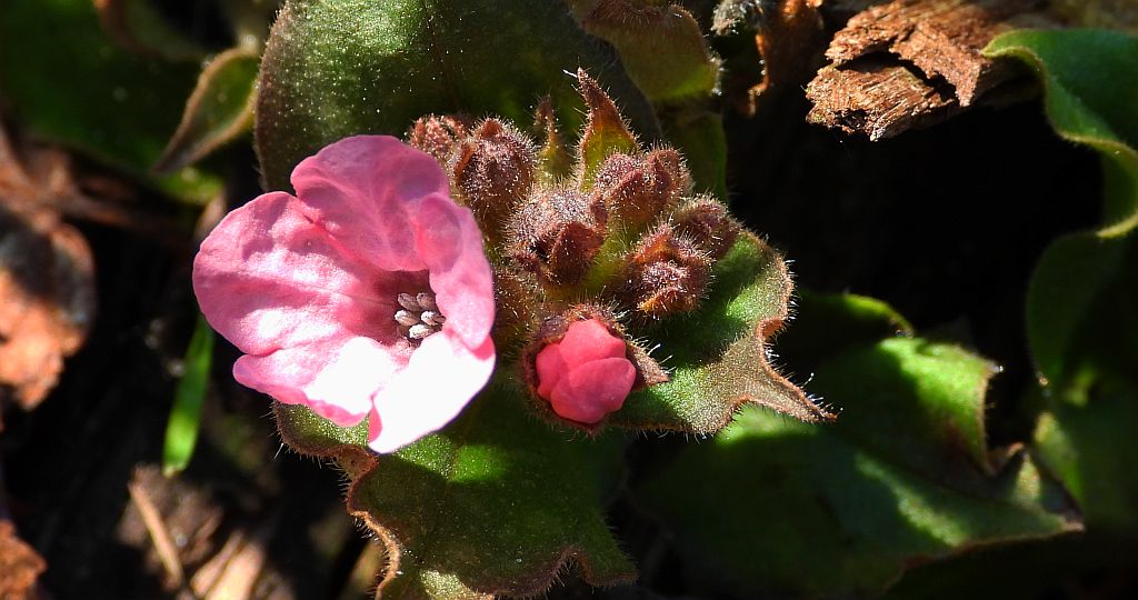 Miodunka ćma (Pulmonaria obscura)