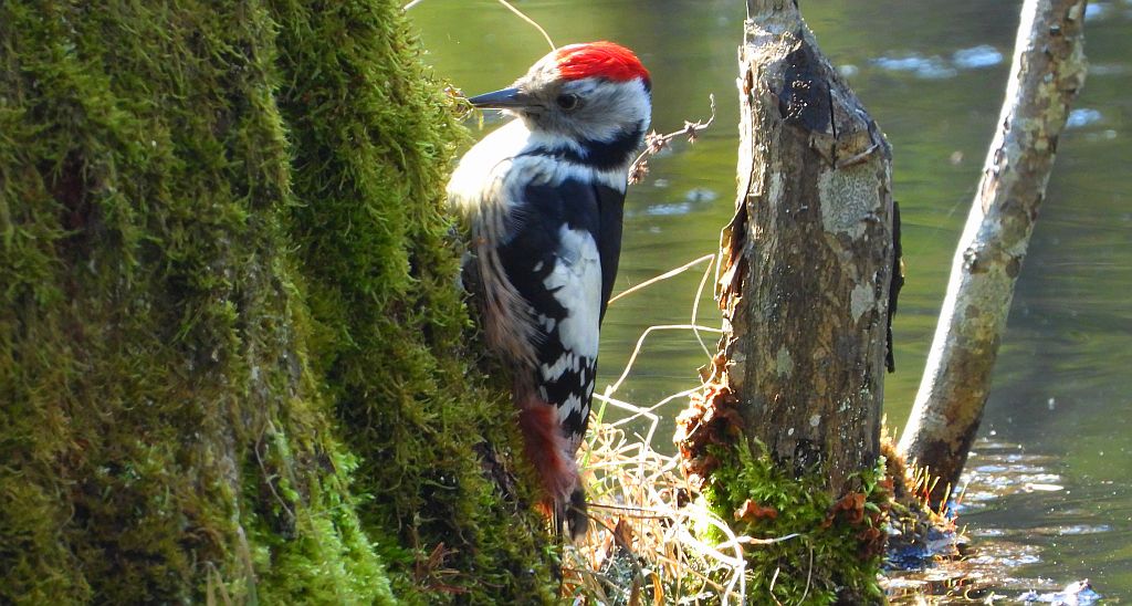 Dzięcioł średni (Dendrocopos medius)