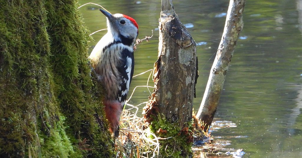 Dzięcioł średni (Dendrocopos medius)