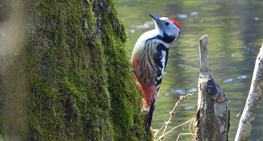 Dzięcioł średni (Dendrocopos medius)
