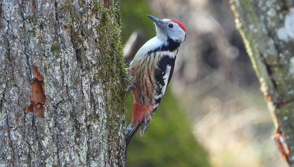 Dzięcioł średni (Dendrocopos medius)