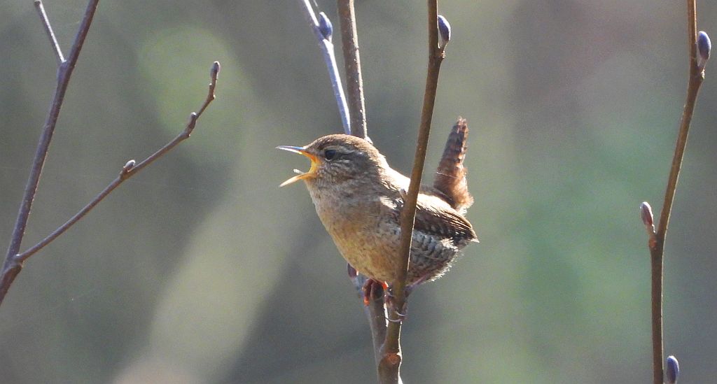 Strzyżyk zwyczajny, strzyżyk, strzyżyk woleoczko, wole oczko (Troglodytes troglodytes)