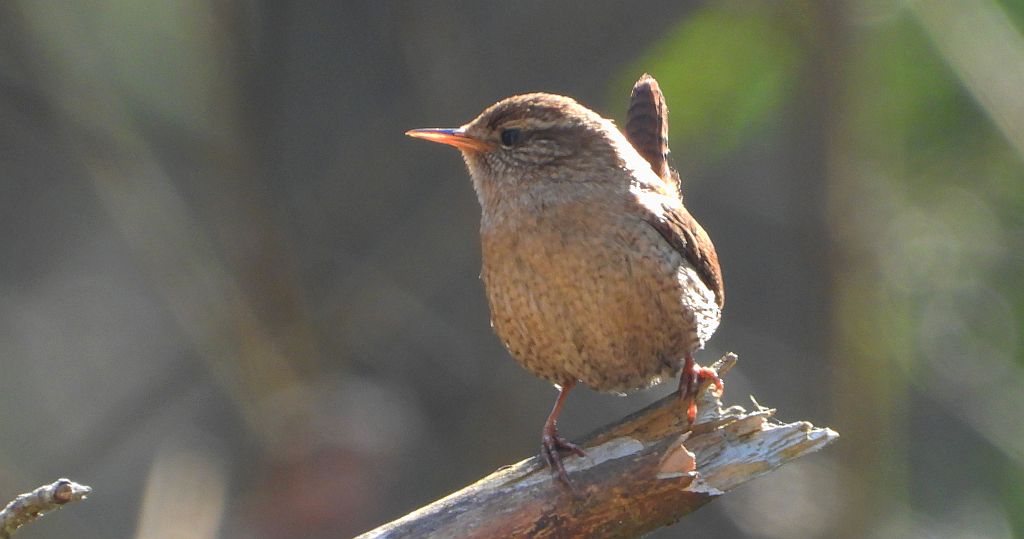 Strzyżyk zwyczajny, strzyżyk, strzyżyk woleoczko, wole oczko (Troglodytes troglodytes)