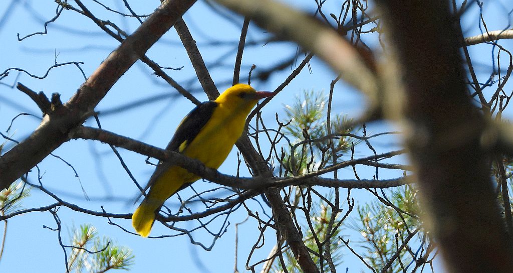 Wilga zwyczajna, wilga (Oriolus oriolus)