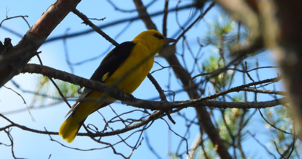 Wilga zwyczajna, wilga (Oriolus oriolus)