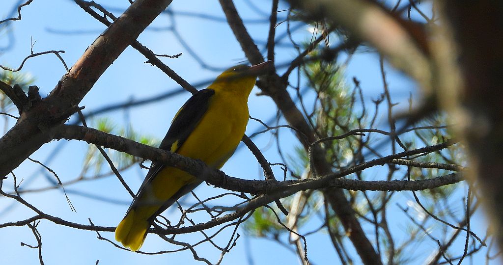 Wilga zwyczajna, wilga (Oriolus oriolus)