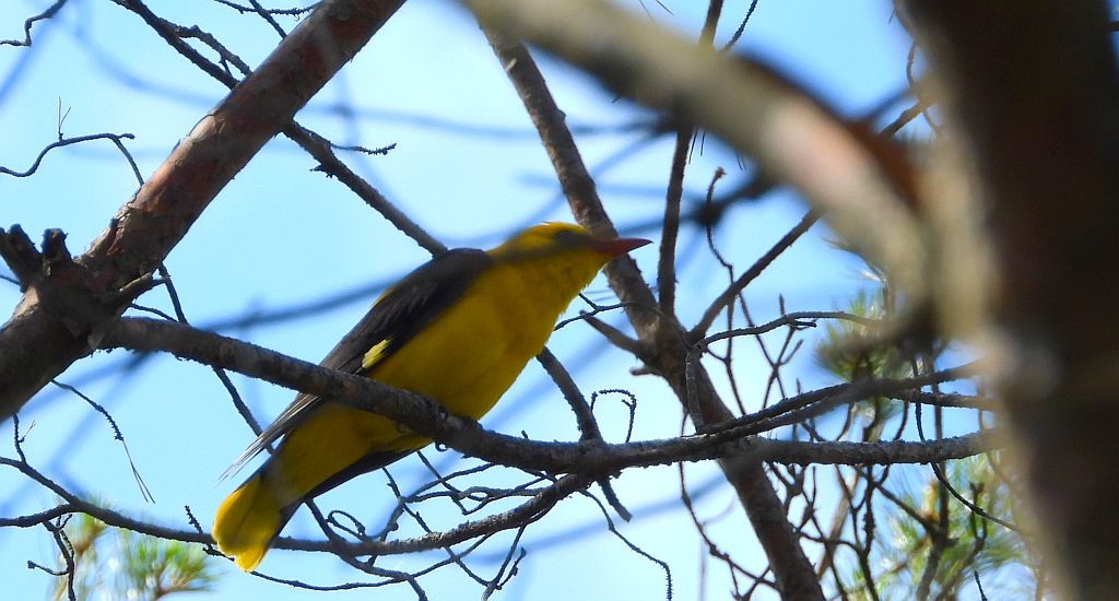 Wilga zwyczajna, wilga (Oriolus oriolus)