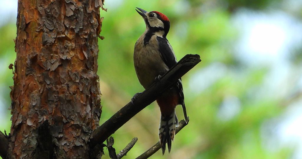 Dzięcioł duży, dzięcioł pstry większy (Dendrocopos major)