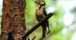 Dzięcioł duży, dzięcioł pstry większy (Dendrocopos major)