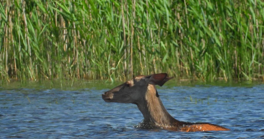 Jeleń szlachetny, jeleń (Cervus elaphus)