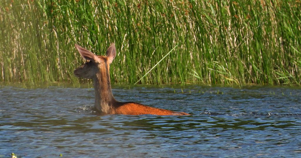 Jeleń szlachetny, jeleń (Cervus elaphus)