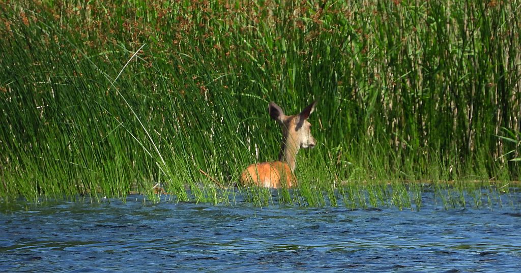 Jeleń szlachetny, jeleń (Cervus elaphus)