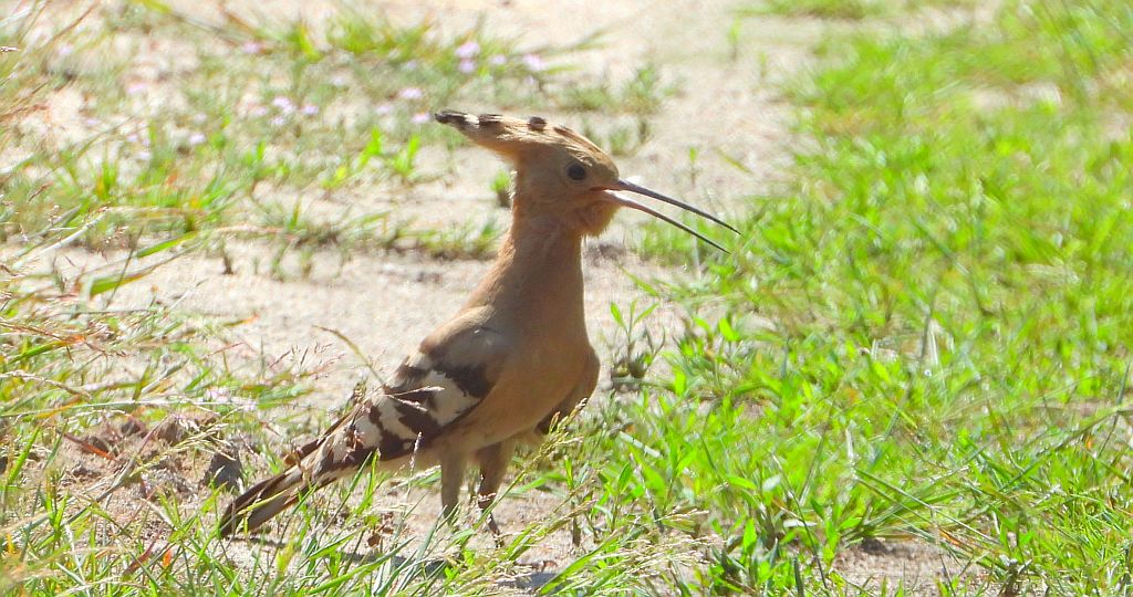 Dudek, dudek zwyczajny (Upupa epops)