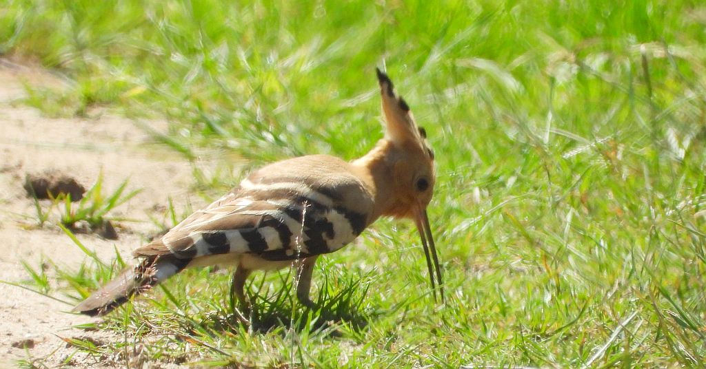 Dudek, dudek zwyczajny (Upupa epops)
