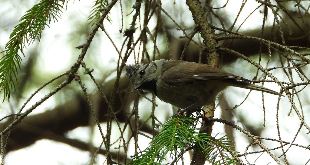 Czubatka europejska, czubatka, sikora czubatka, sikora czubata (Lophophanes cristatus)