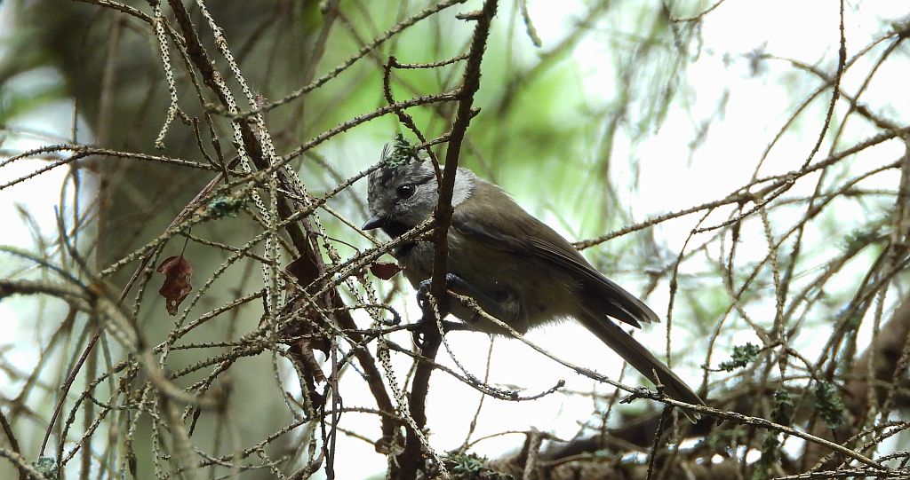 Czubatka europejska, czubatka, sikora czubatka, sikora czubata (Lophophanes cristatus)