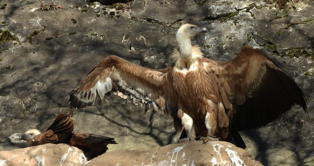 Sęp płowy (Gyps fulvus)