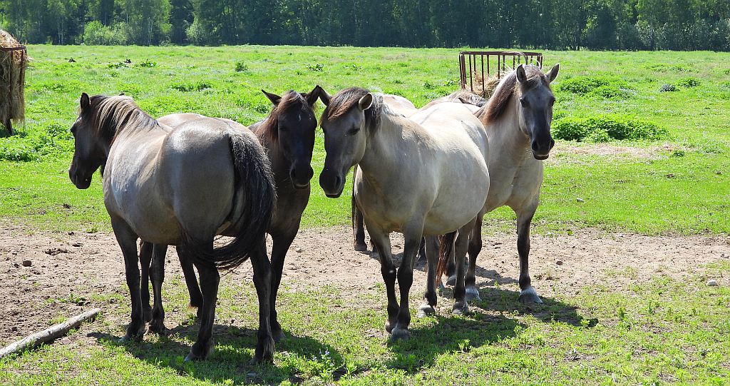 Konik polski (konik biłgorajski)