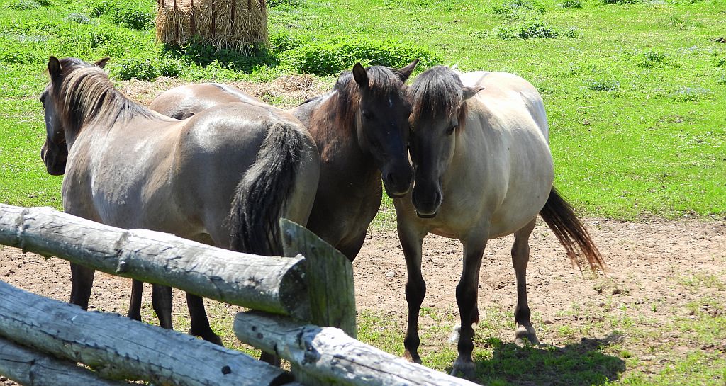 Konik polski (konik biłgorajski)