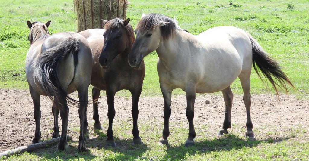 Konik polski (konik biłgorajski)