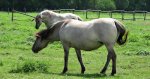 Konik polski (konik biłgorajski)