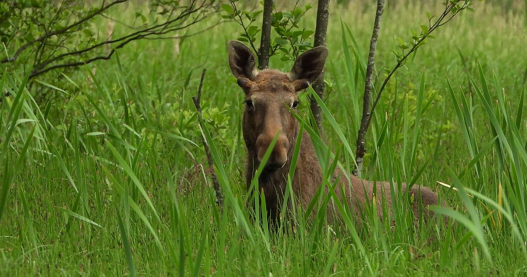 Łoś, łoś euroazjatycki (Alces alces)