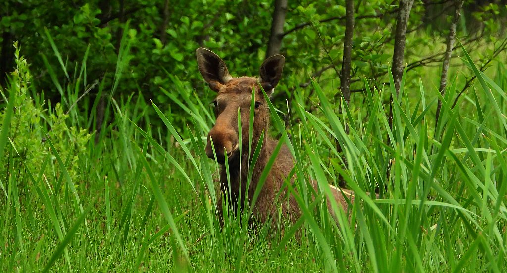 Łoś, łoś euroazjatycki (Alces alces)