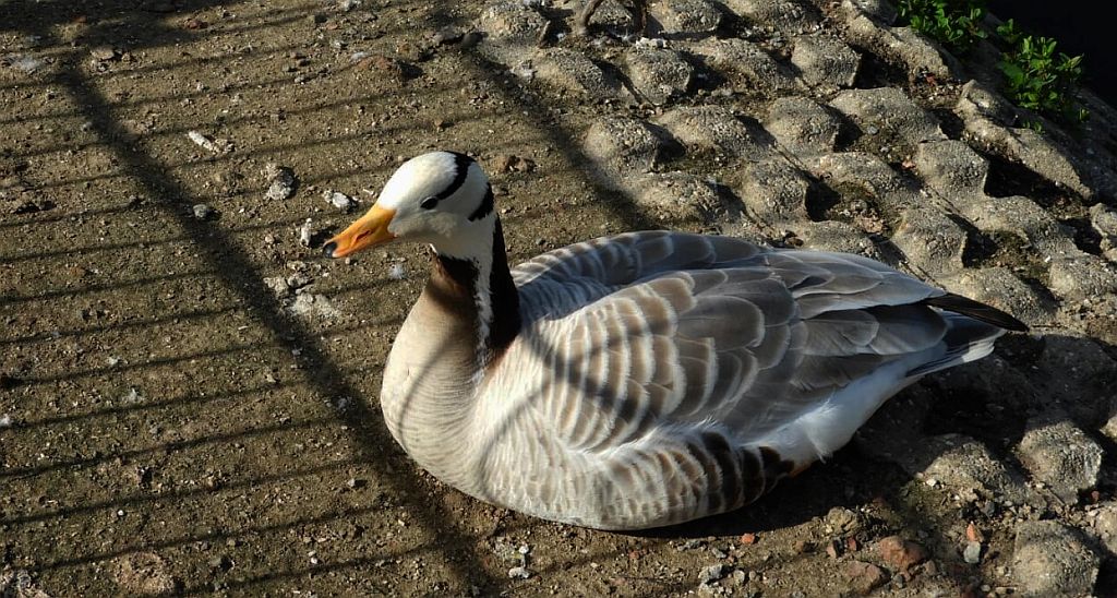 Gęś tybetańska, gęś indyjska (Anser indicus)