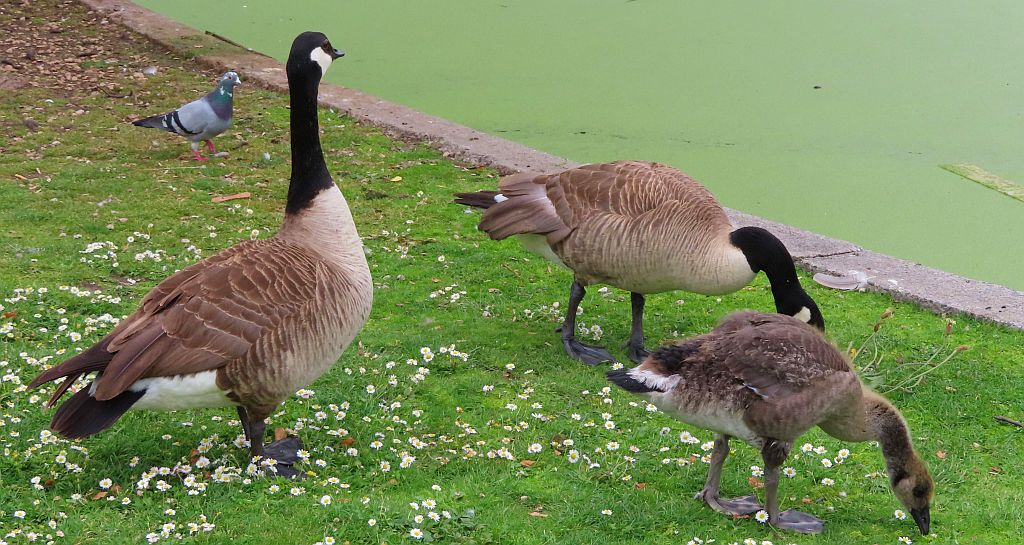 Bernikla kanadyjska (Branta canadensis)