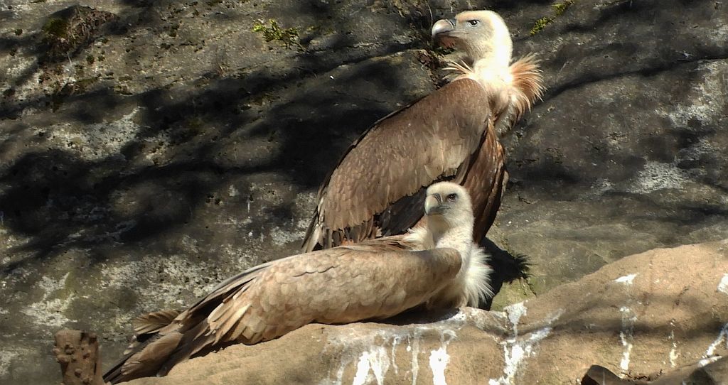 Sęp płowy (Gyps fulvus)