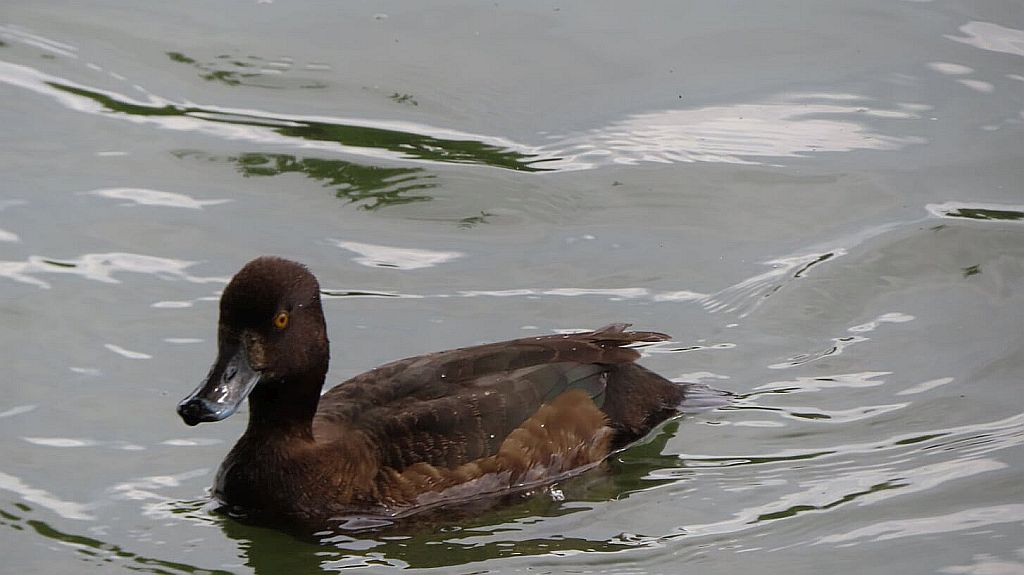 Czernica, kaczka czernica, kaczka czubata, kaczka czarnoczuba (Aythya fuligula)