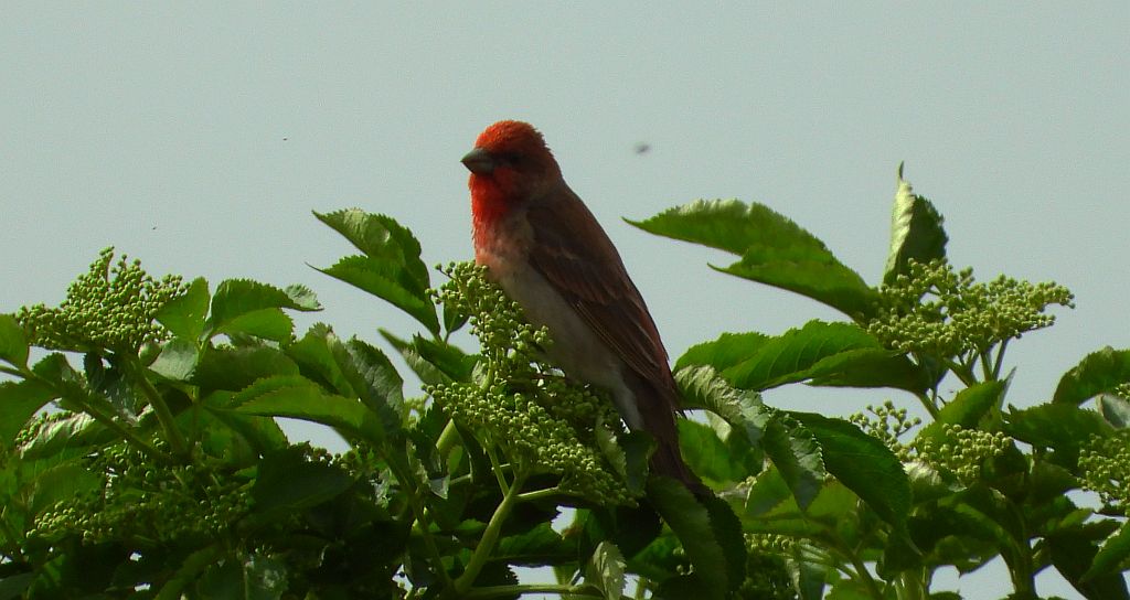 Dziwonia zwyczajna, dziwonia (Erythrina erythrinus)