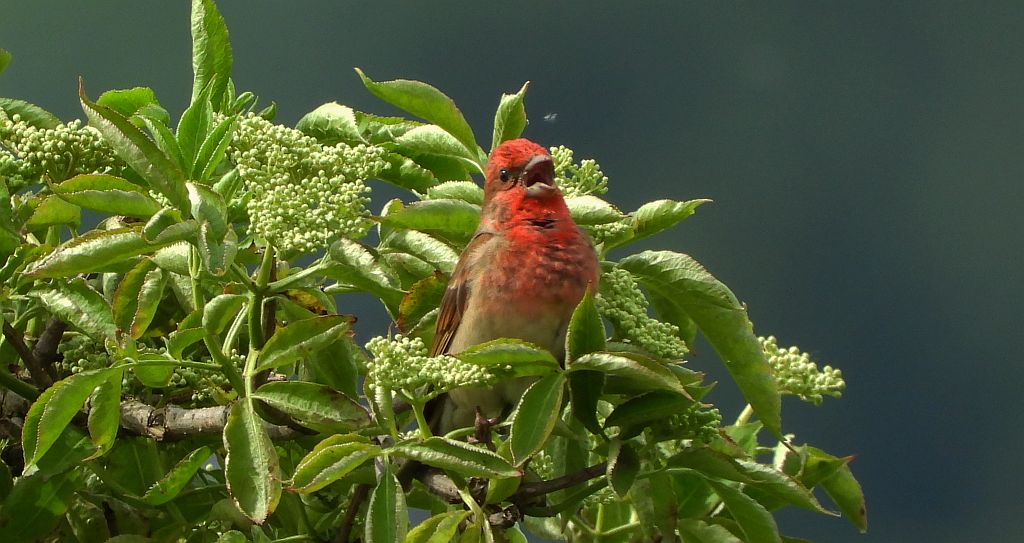 Dziwonia zwyczajna, dziwonia (Erythrina erythrinus)