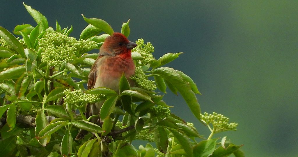 Dziwonia zwyczajna, dziwonia (Erythrina erythrinus)