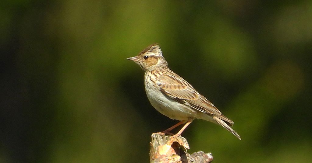 Lerka, skowronek borowy (Lullula arborea)