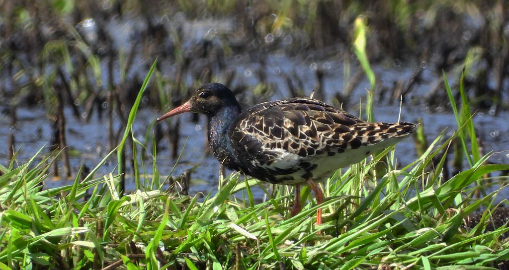 Batalion, bojownik batalion, biegus bojownik, bojownik zmienny (Calidris pugnax)
