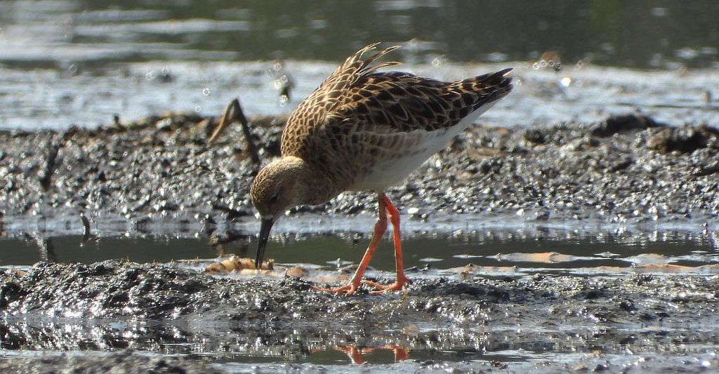 Batalion, bojownik batalion, biegus bojownik, bojownik zmienny (Calidris pugnax)