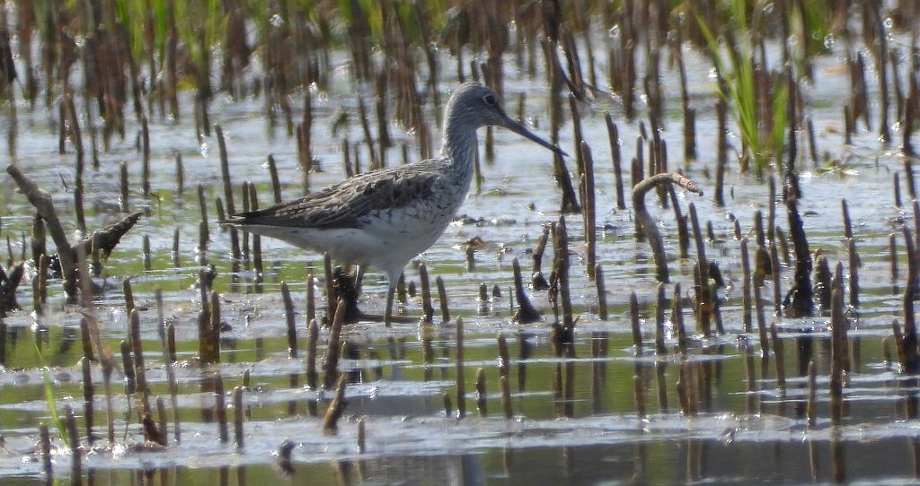 Brodziec pławny (Tringa stagnatilis)