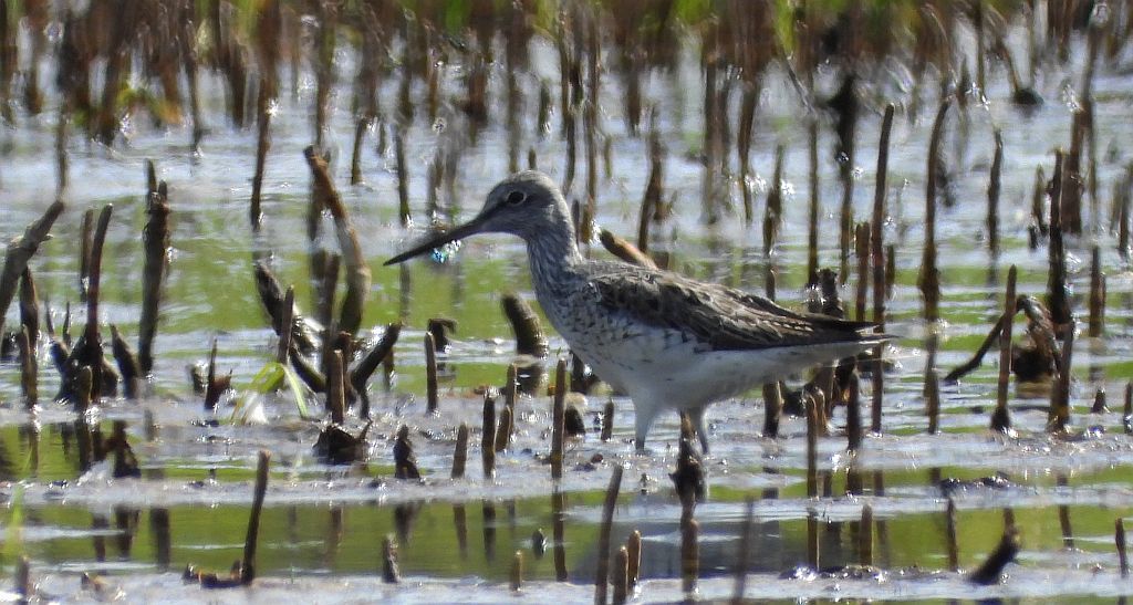 Brodziec pławny (Tringa stagnatilis)