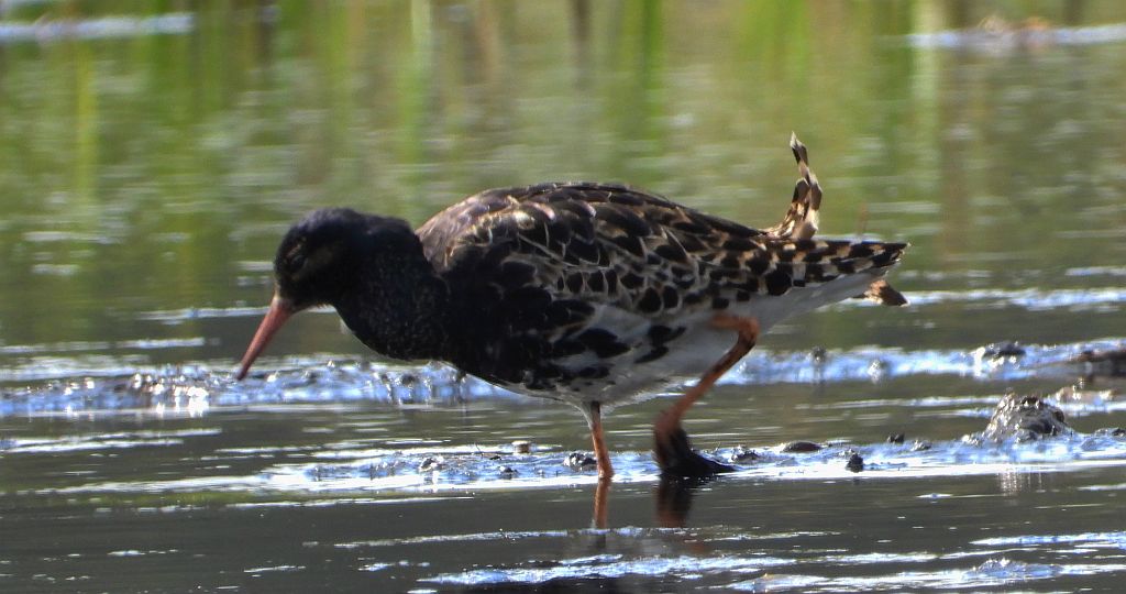 Batalion, bojownik batalion, biegus bojownik, bojownik zmienny (Calidris pugnax)