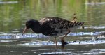 Batalion, bojownik batalion, biegus bojownik, bojownik zmienny (Calidris pugnax)