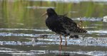 Batalion, bojownik batalion, biegus bojownik, bojownik zmienny (Calidris pugnax)
