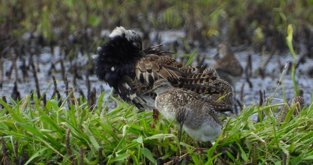 Batalion, bojownik batalion, biegus bojownik, bojownik zmienny (Calidris pugnax)