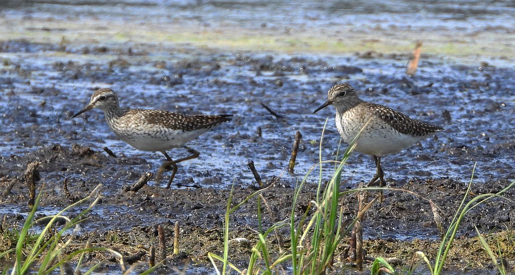 Łęczak, brodziec leśny, trawnik (Tringa glareola)
