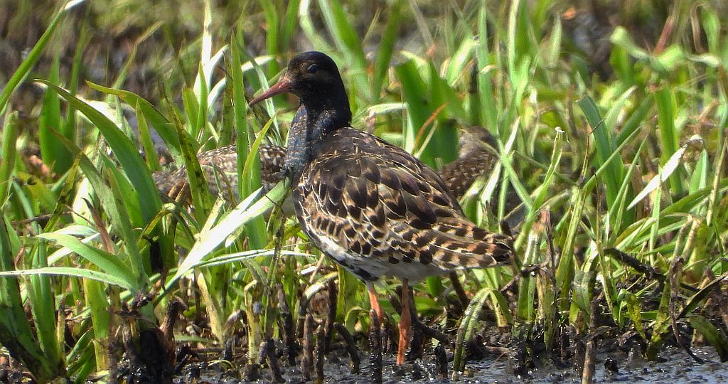 Batalion, bojownik batalion, biegus bojownik, bojownik zmienny (Calidris pugnax)