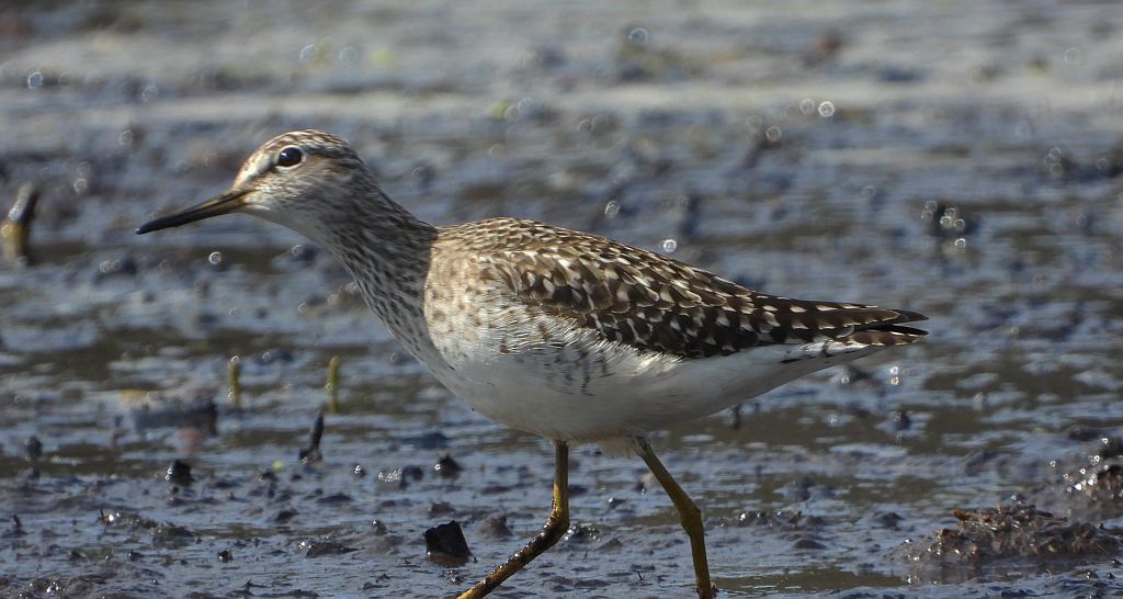 Łęczak, brodziec leśny, trawnik (Tringa glareola)