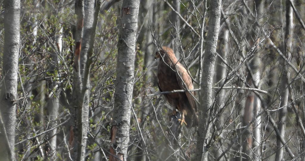 Orlik krzykliwy (Clanga pomarina)