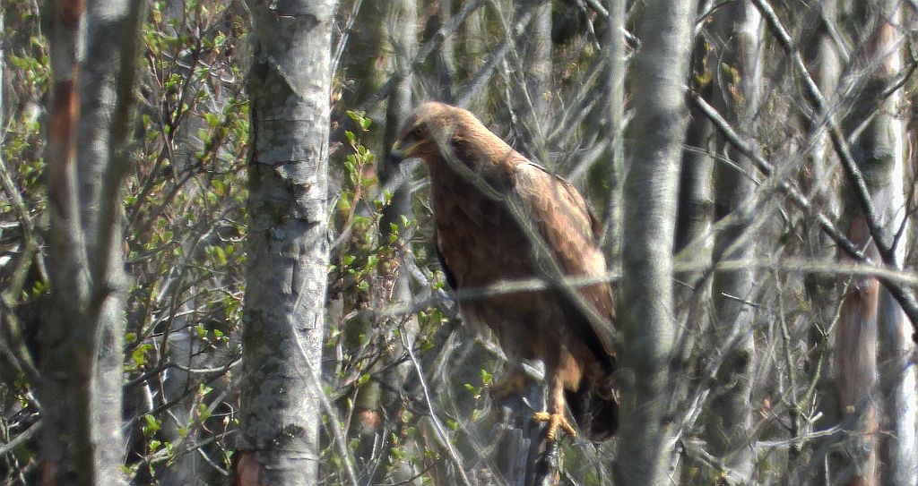 Orlik krzykliwy (Clanga pomarina)